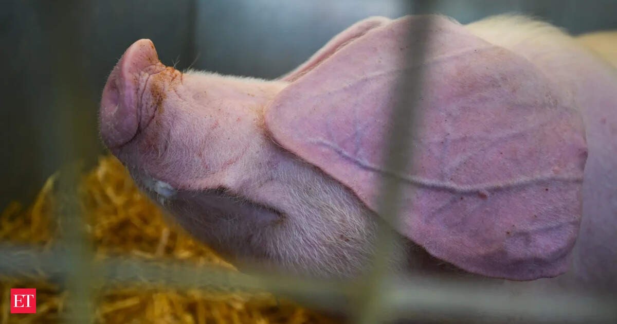 How 13 Pigs From a Spanish Explorer Built Iowa's Pork Empire