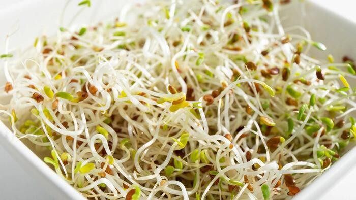 Iowa Reports Alfalfa Sprout Illness as Multi-State E. coli, Salmonella Outbreak Grows