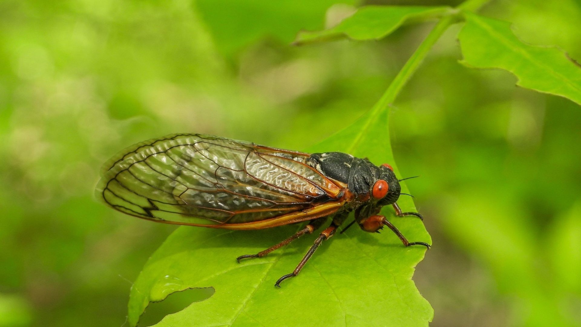 Iowa Study: Cicadas May Take Centuries to Return to Recovered Forests